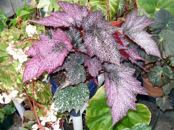 B. ‘Deco Darkness’
